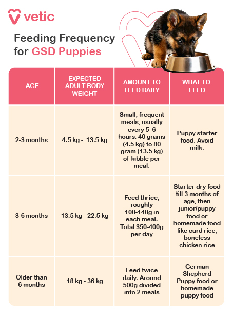 How much should a German Shepherd puppy eat? Simple feeding guide for your growing pup.