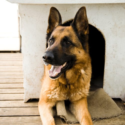 How much are German Shepherd adults for sale usually? Get a better idea of costs before you start looking.