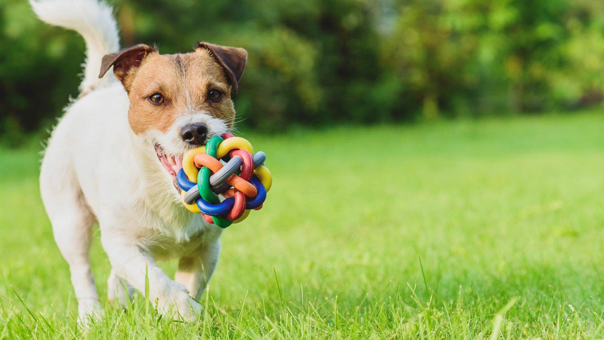 Are these pet toy suppliers reliable? Here are three simple methods to check vendor quality fast.