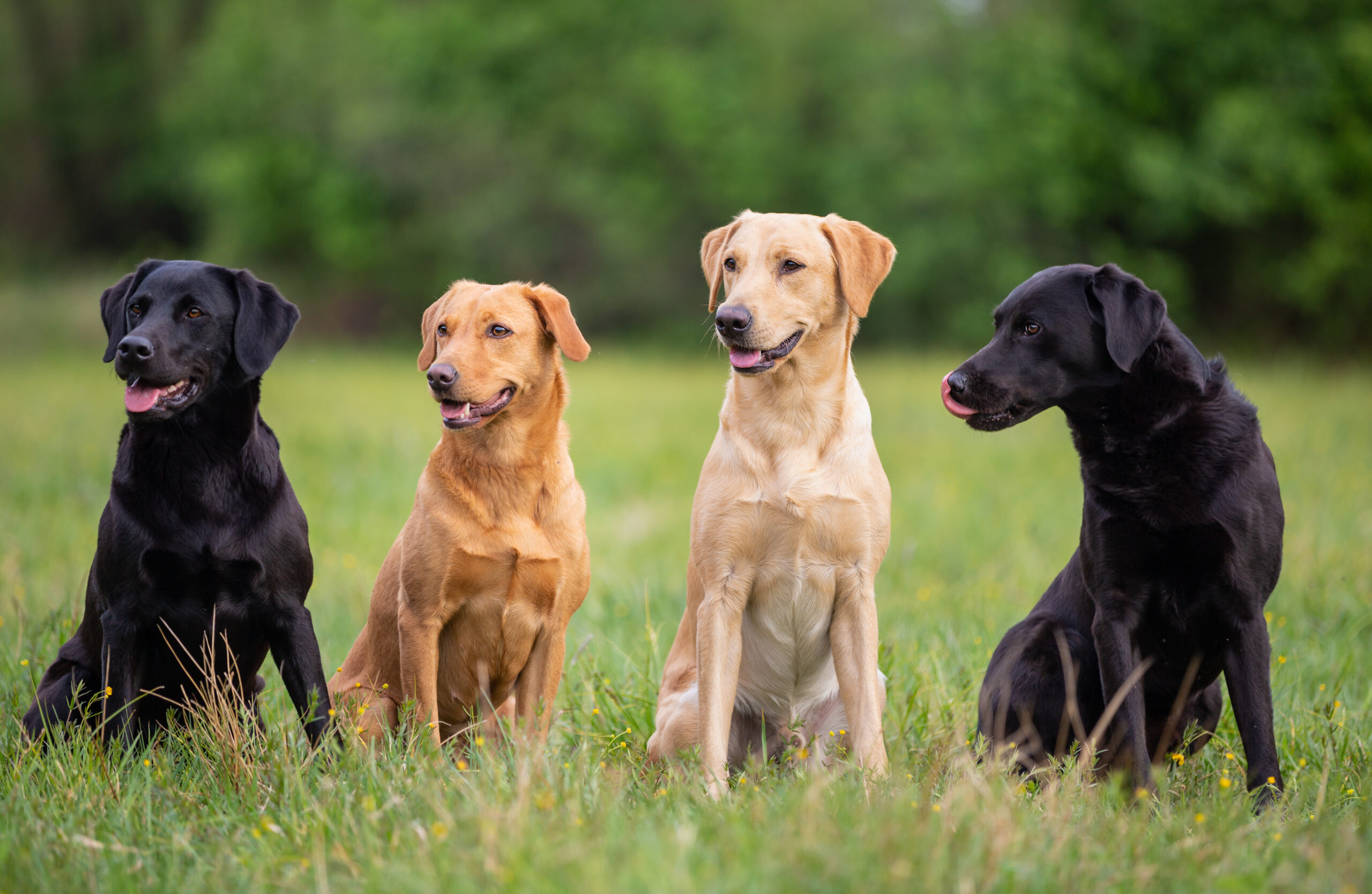 Different Shades of Yellow Labrador Retriever Colors Explained