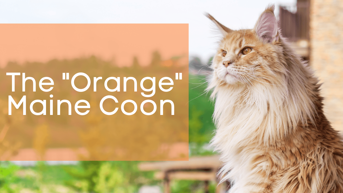 Are Orange Maine Coon Cats Expensive? Get the Facts Here