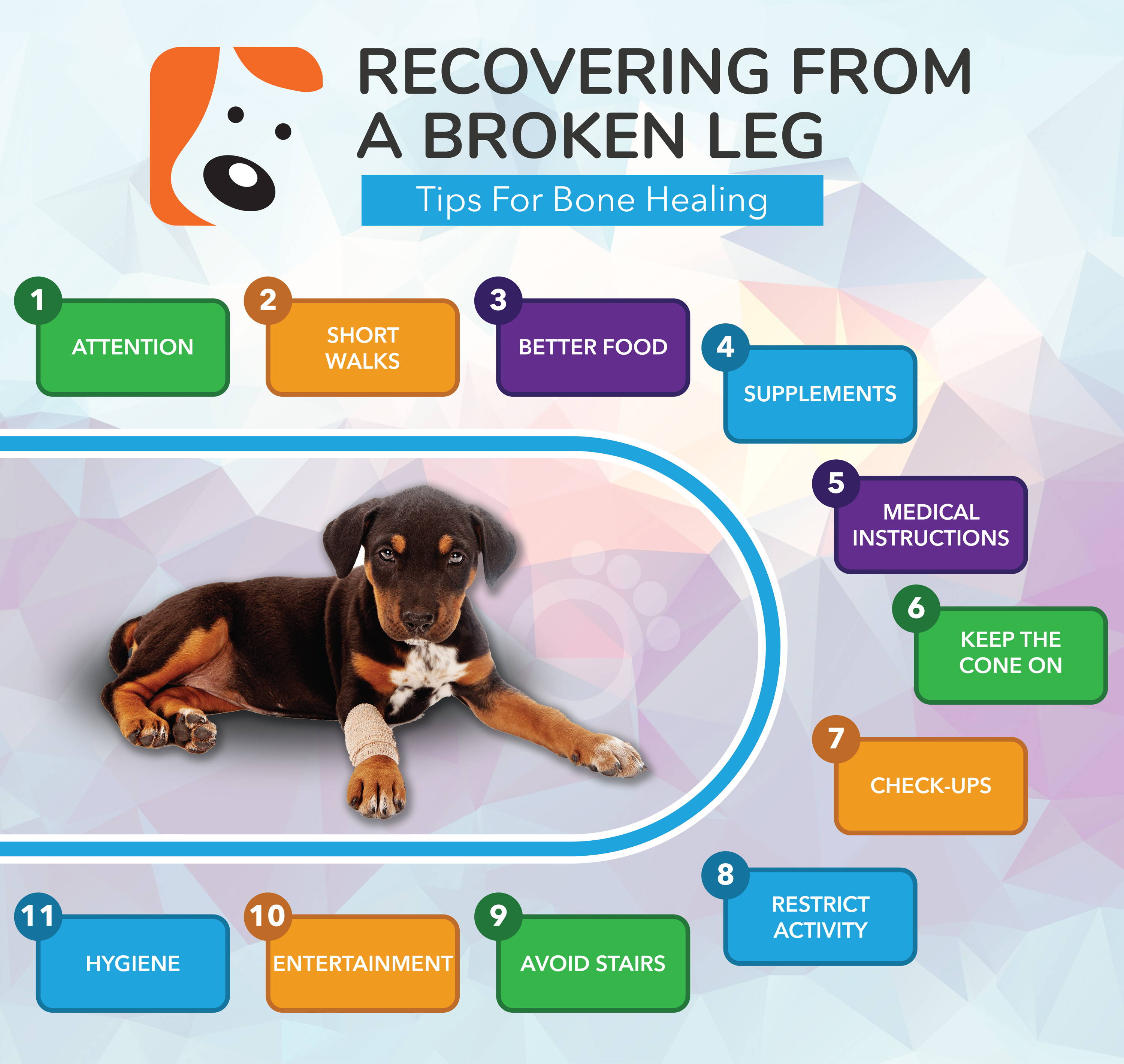 Does my dog need recovery dog food? Understand the benefits for faster healing.