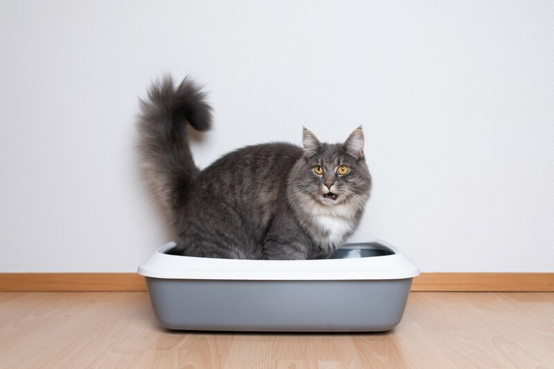 Finding the best litter box for Maine Coon cats tough? These picks are large enough and easy to clean.