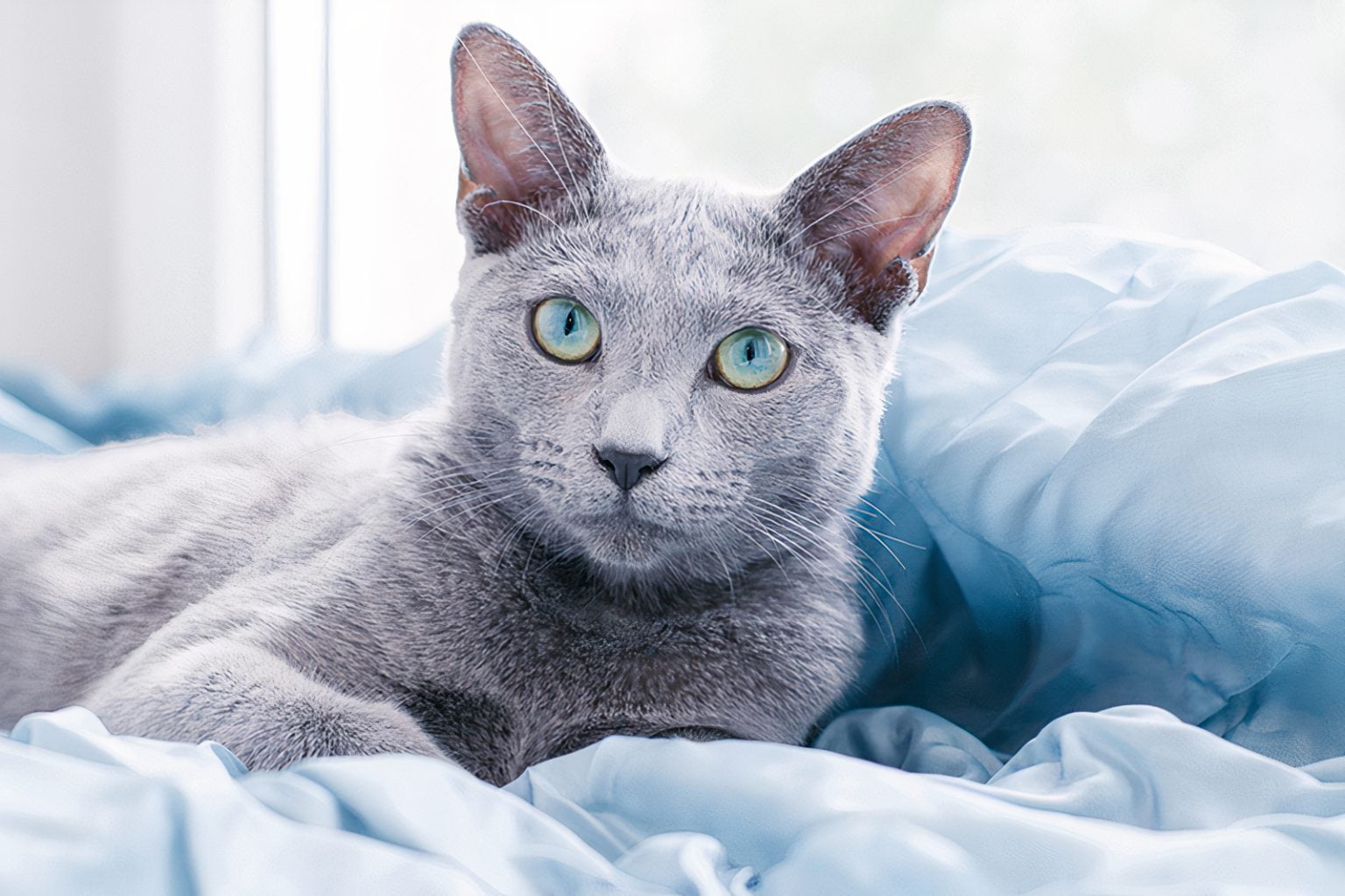 What makes Russian Blue cat for adoption special? Learn about their unique traits here.