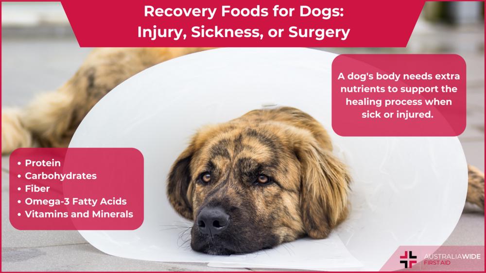 Does my dog need recovery dog food? Understand the benefits for faster healing.