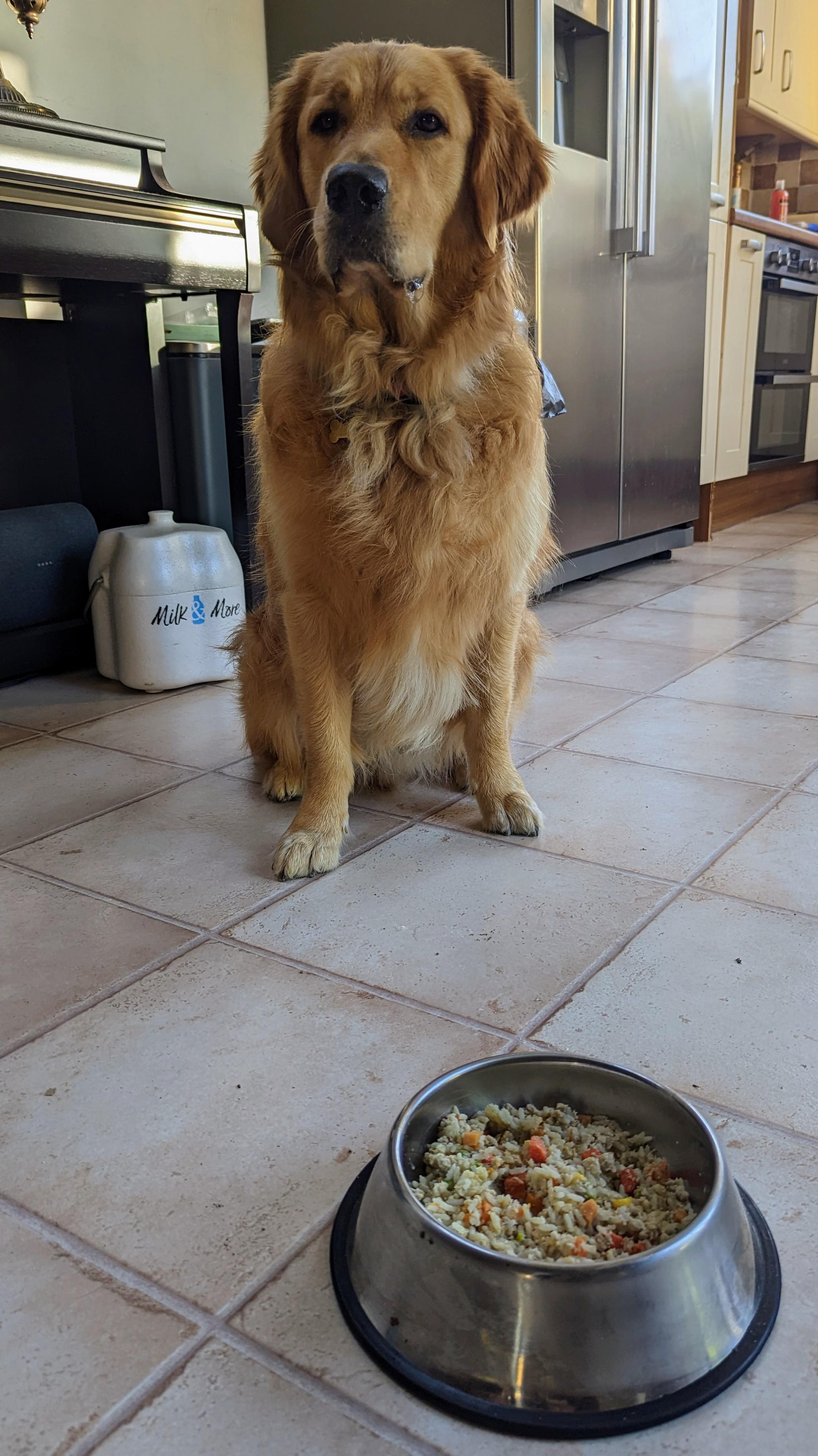 Homemade Dog Food for Golden Retriever Puppy Needs