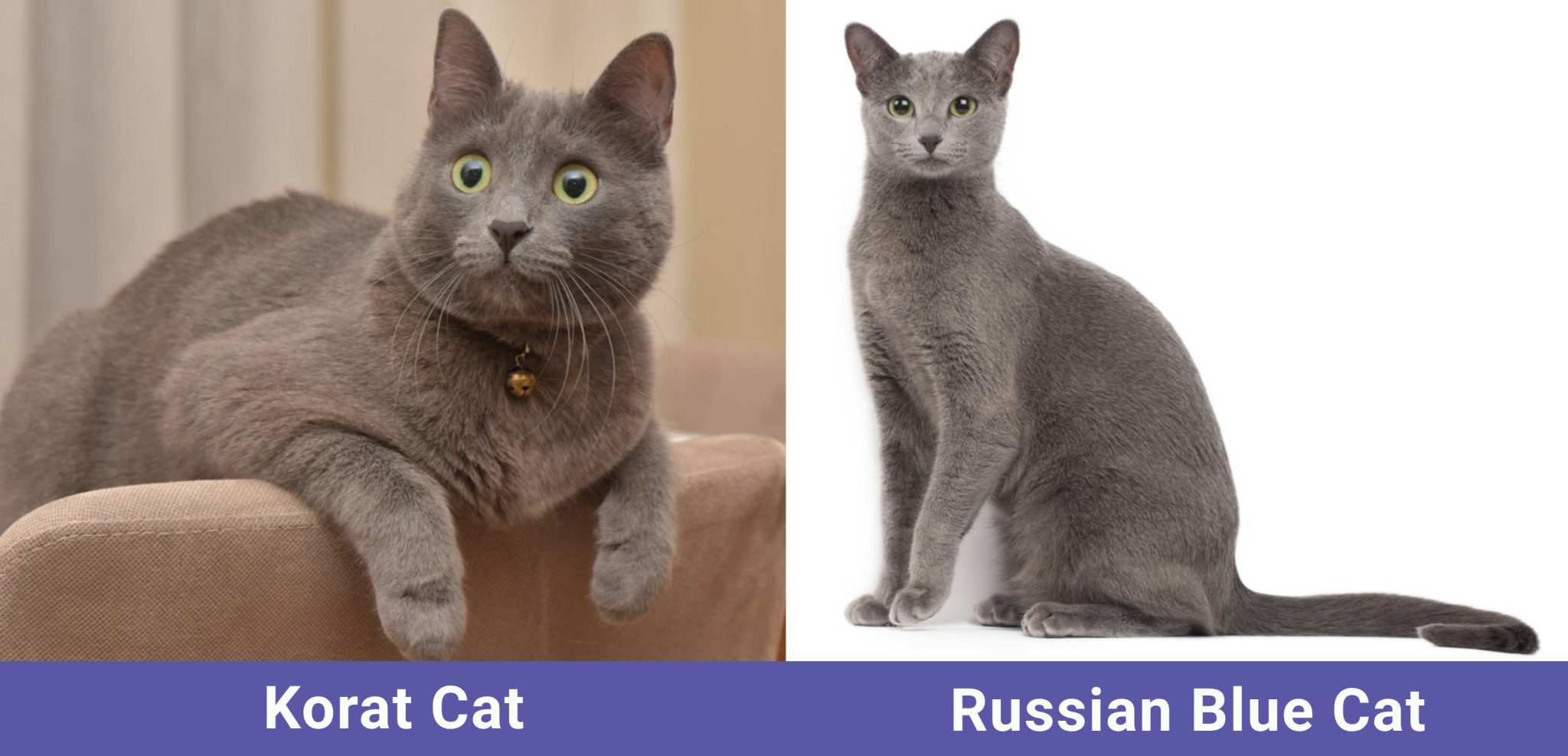 Korat vs Russian Blue Cat: Spotting Key Differences Easily