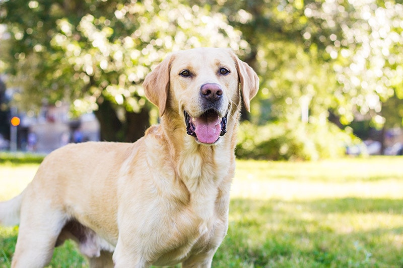 Understanding Labrador Retriever Yellow Colors: A Simple Guide