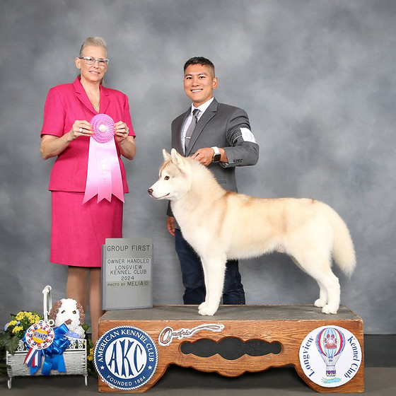 Top Siberian Husky Breeders in Texas For Sale