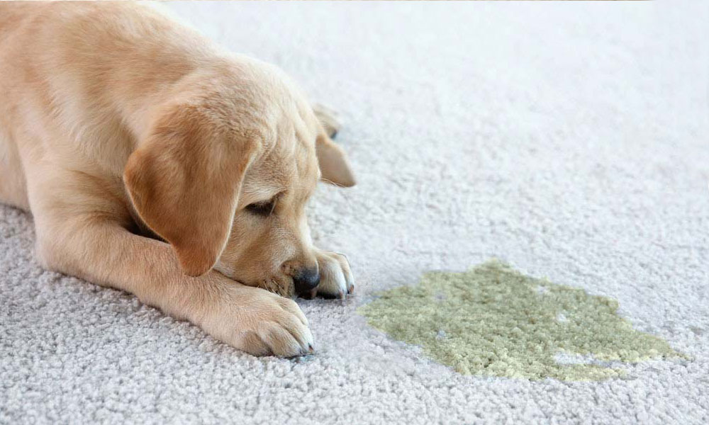 Top Rated Carpet Cleaning Near Me for Pet Urine Stains