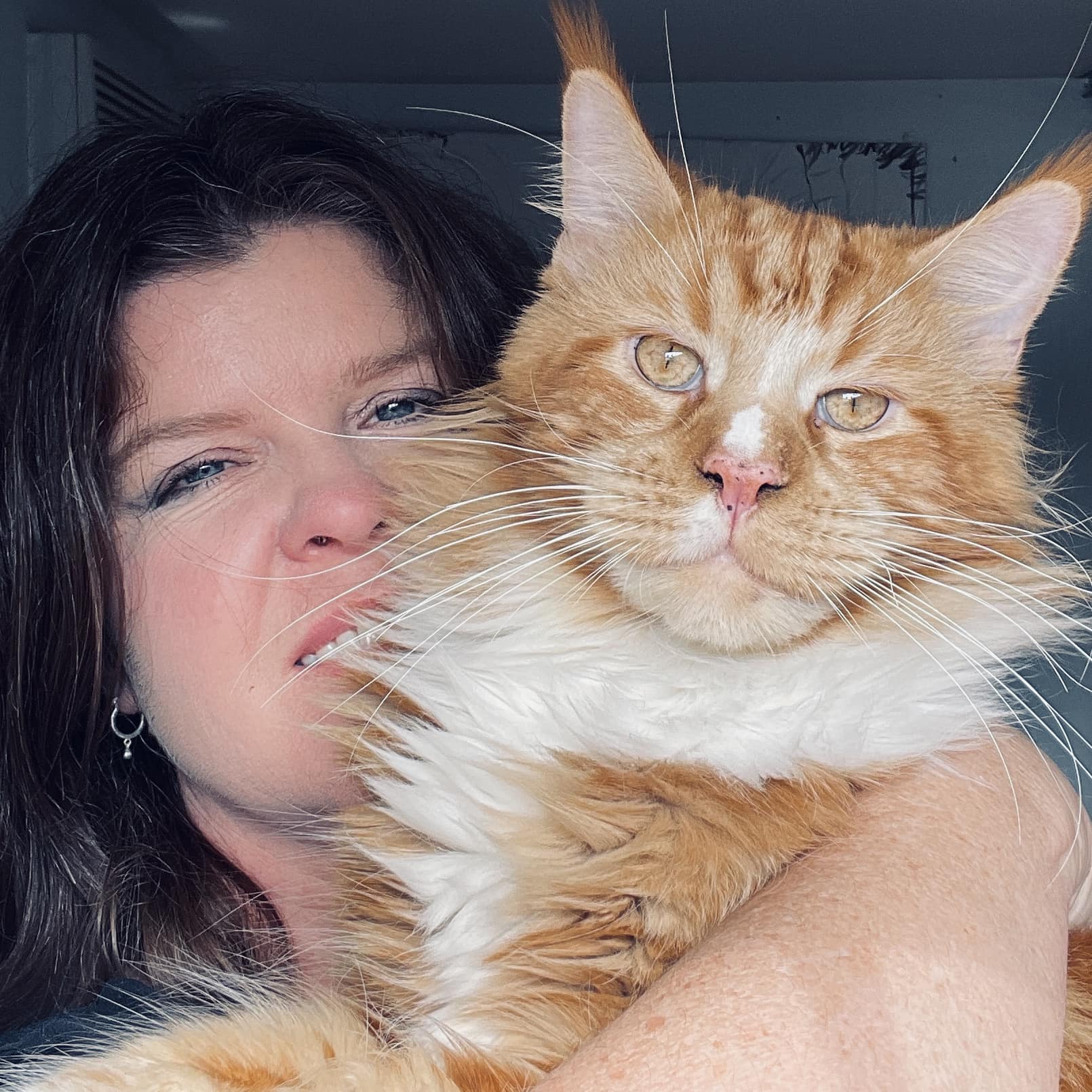 Thinking about getting red and white maine coon cats? Learn about their unique personalities and care needs first.