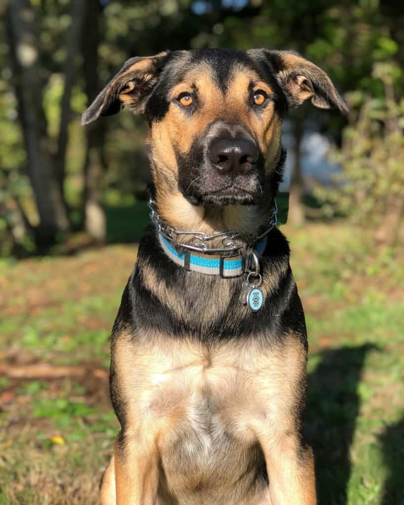 What to expect from a german shepherd mixed with lab? (Your complete guide to this friendly crossbreed!)