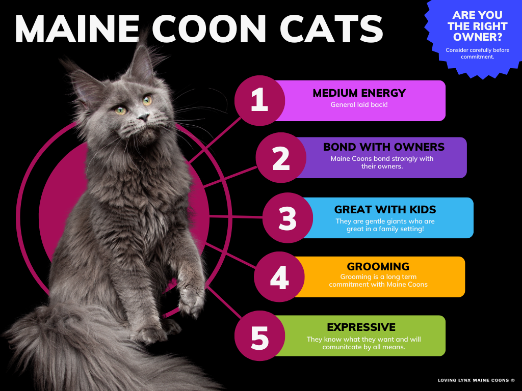 What is a maine coon cat female like? Understanding their gentle and playful personality traits.