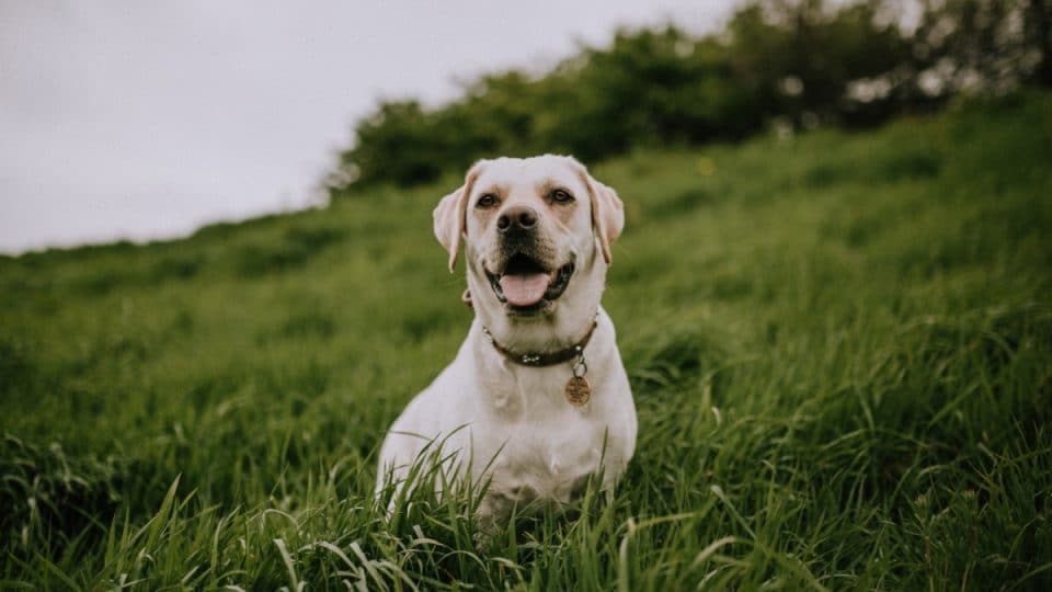 Want to adopt a Labrador Retriever Maryland? Key things you absolutely need to know before deciding.