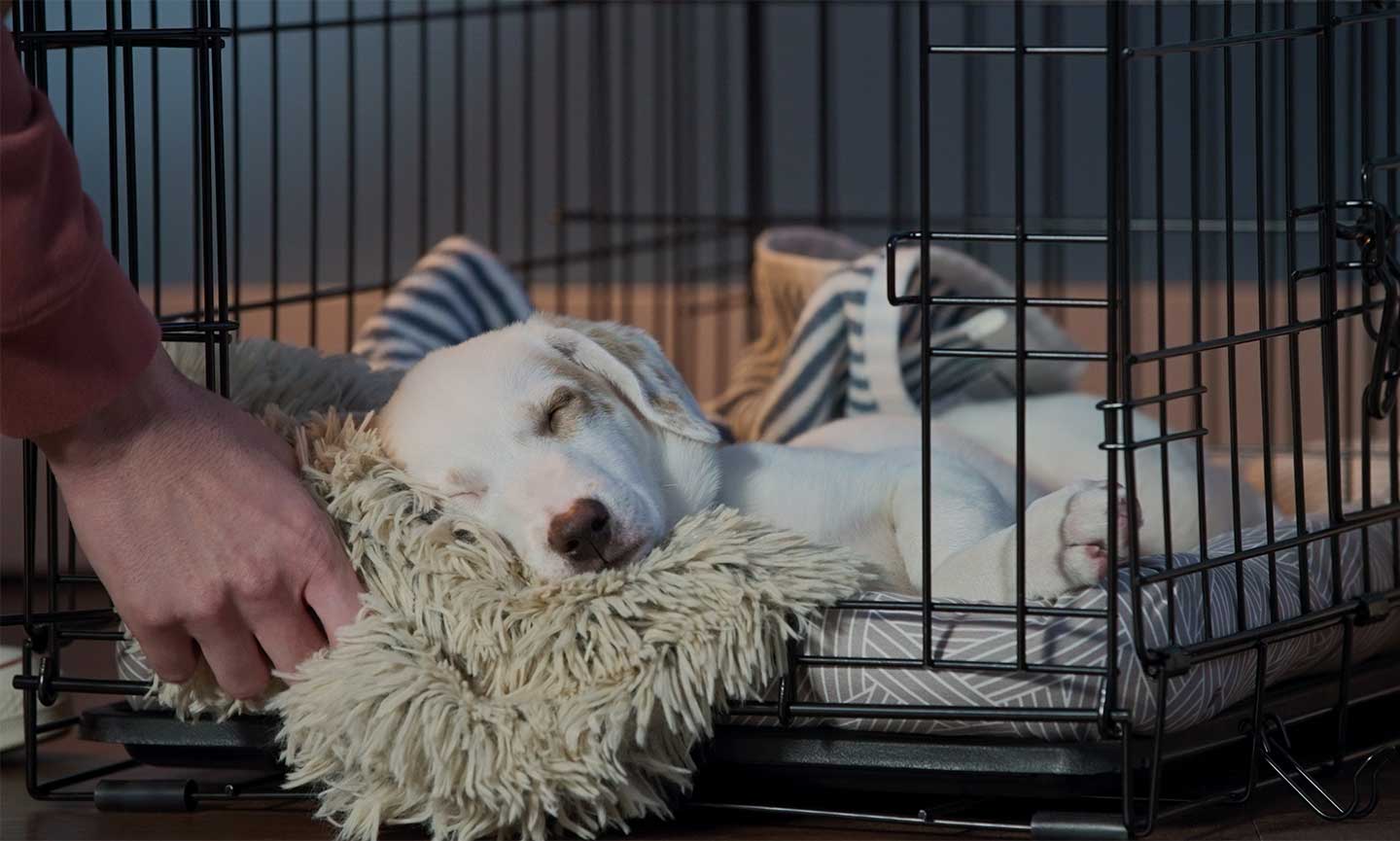 Struggling with how to kennel train a puppy at night? Here are some easy tips to help everyone sleep better.