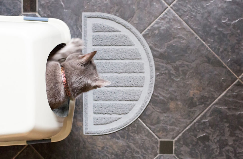 Training Maine Coons: Do They Always Use a Litter Box?