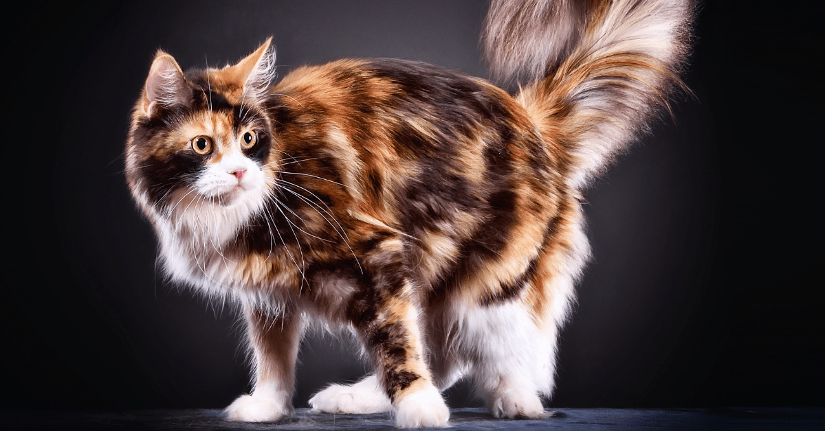 Best Maine Coon cattery PA search? Smart tips for finding a reputable maine coon cattery pa.