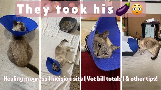 Cat Perineal Urethrostomy: Recovery and Post-Op Care Tips