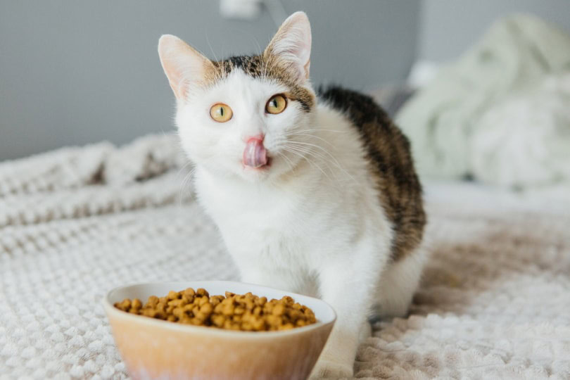How to pick good cat food with omega 3? Simple tips for a healthy and happy kitty!