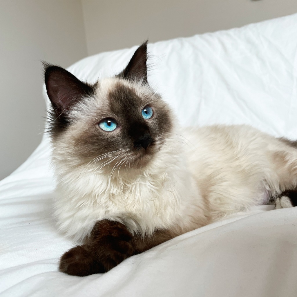 Thinking of getting a bicolor ragdoll cat? What you need to know before you bring one home.