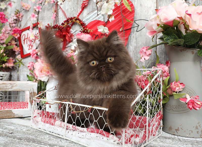 Want a sweet chocolate persian cat for sale nearby? Discover how to find local breeders easily.