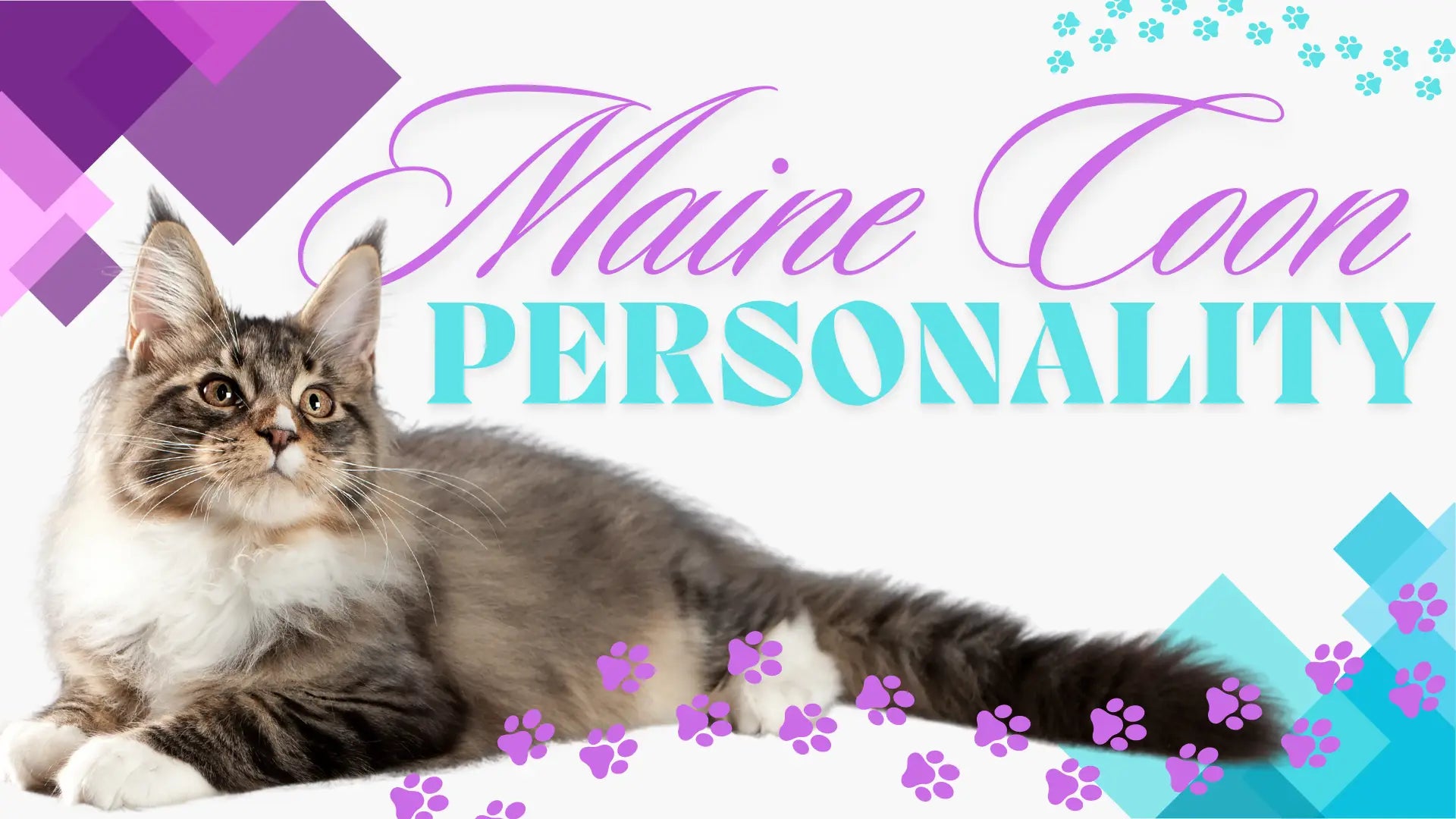 What is a maine coon cat female like? Understanding their gentle and playful personality traits.