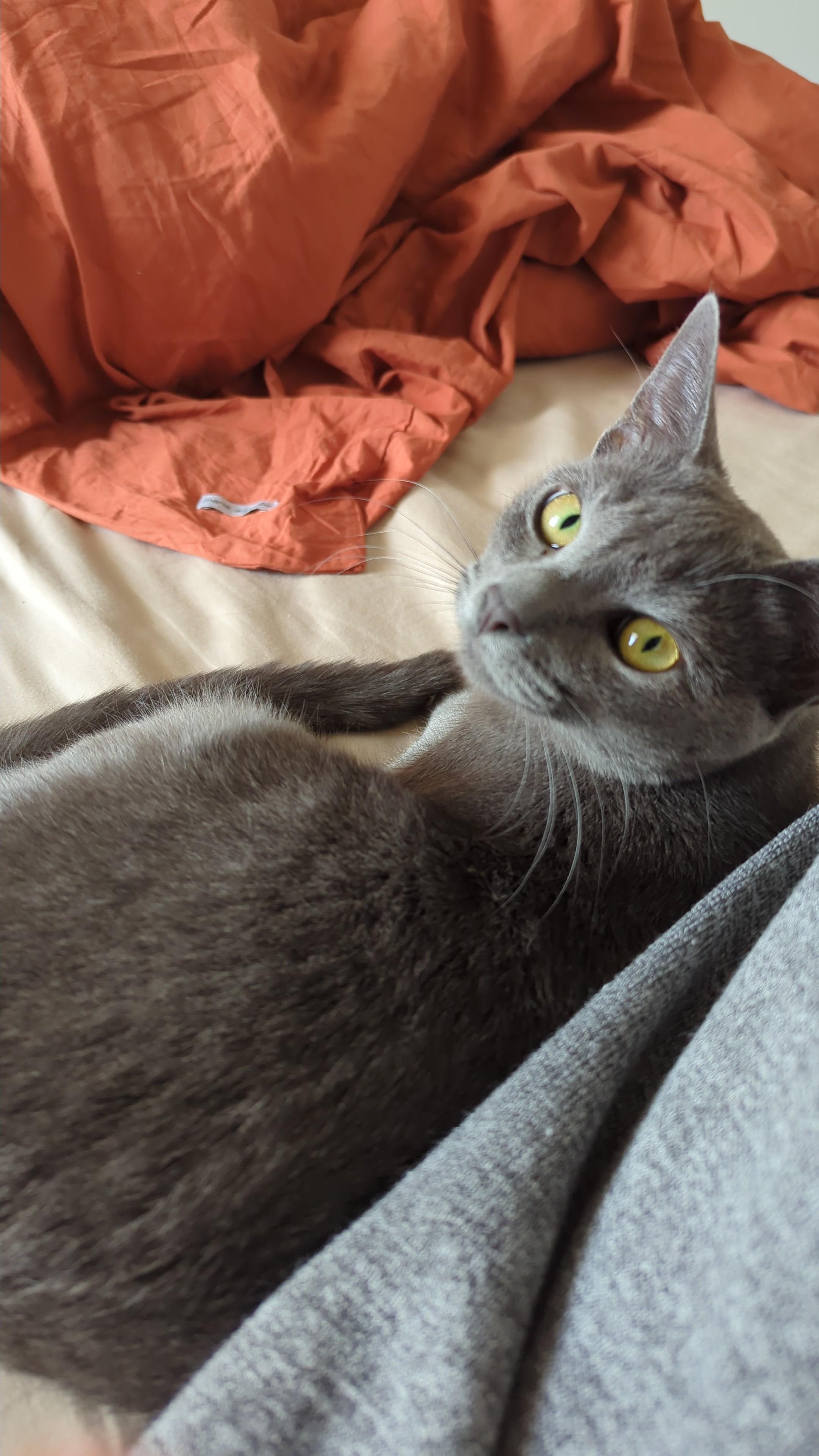 Is a russian blue tabby mix cat a good choice for your family? (Find out if this breed fits your home)