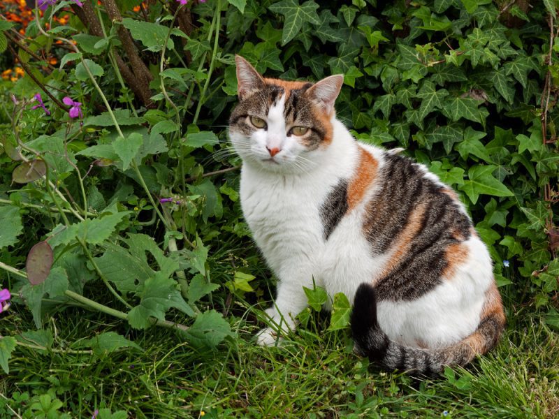 Wondering What Eats Cats in the Wild? Uncover Key Dangers and Protect Your Outdoor Feline Friend.