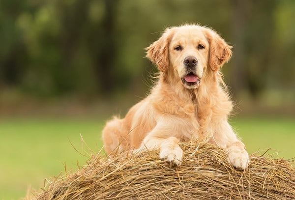 The truth about are golden retrievers bad for allergies: Can you live with one if you sneeze?