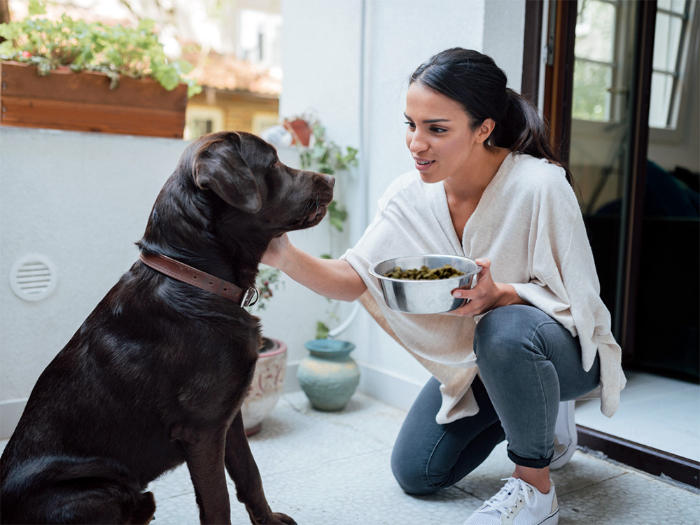 Wondering how many cups in 20 lbs of dog food? Learn this quick tip for pet parents.