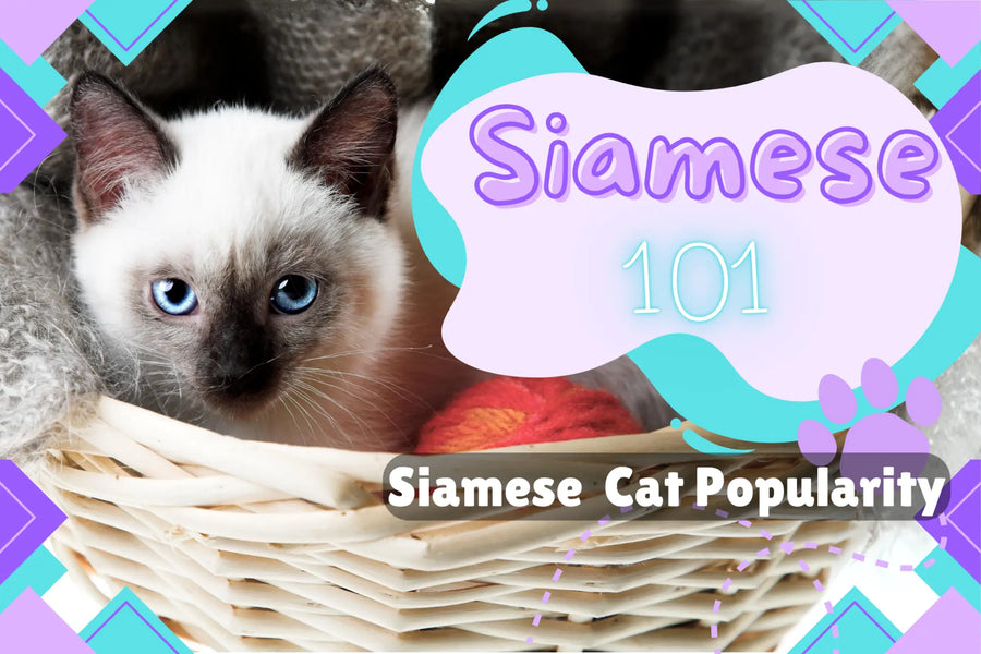 Why are Siamese cats Wisconsin so popular? Discover their unique charm and where to find them locally.
