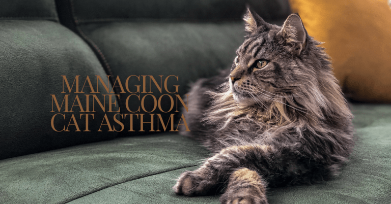 Thinking About Maine Coon Cats and Allergies? Learn How to Manage Symptoms Effectively.