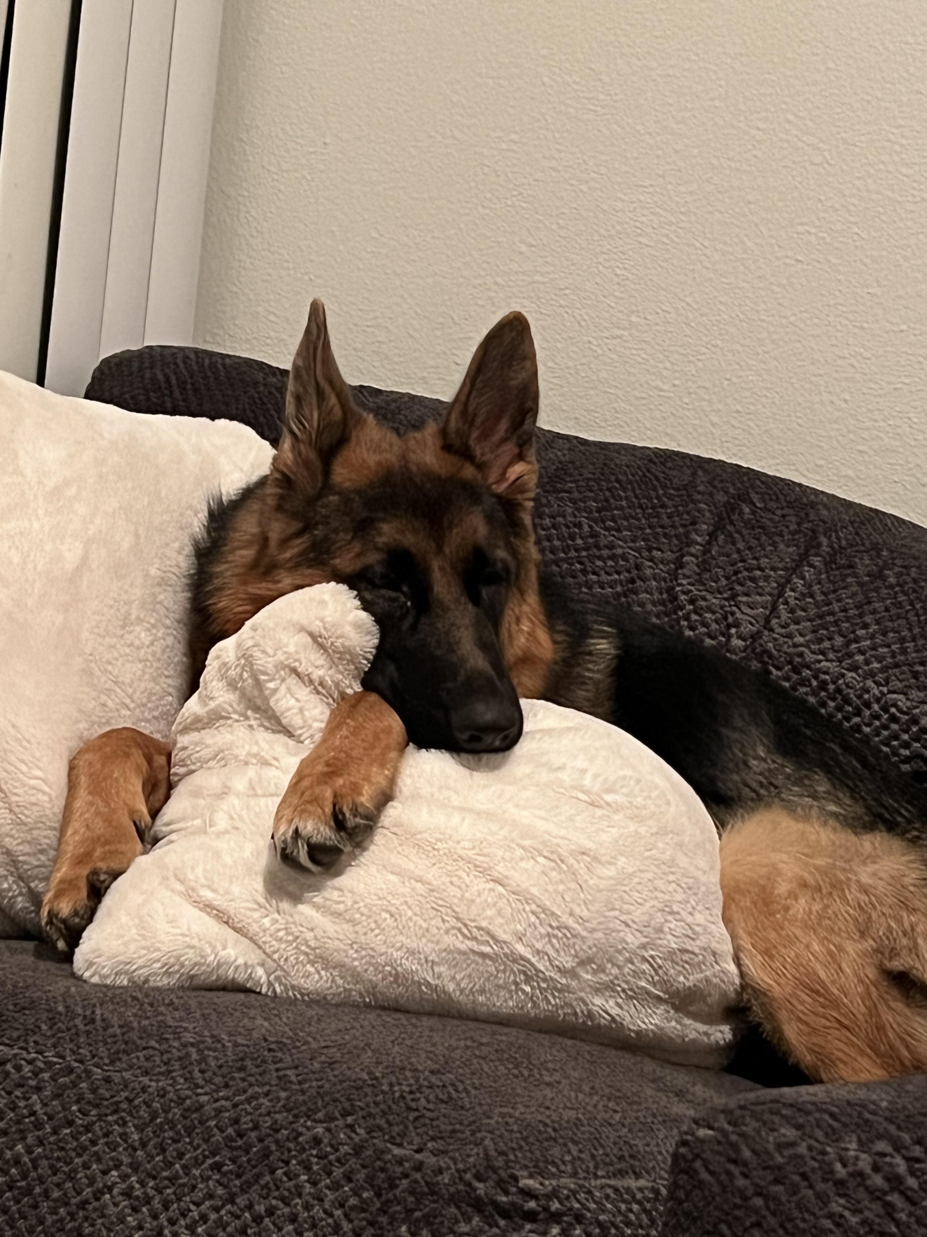 My German Shepherd wants my bedroom! Do German Shepherds like to sleep with their owners or near them consistently?