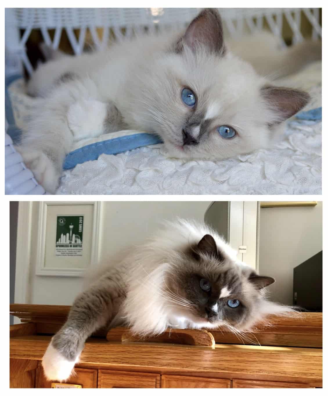 Why get a blue colorpoint ragdoll cat soon? They bring so much joy and cuddles to any home!
