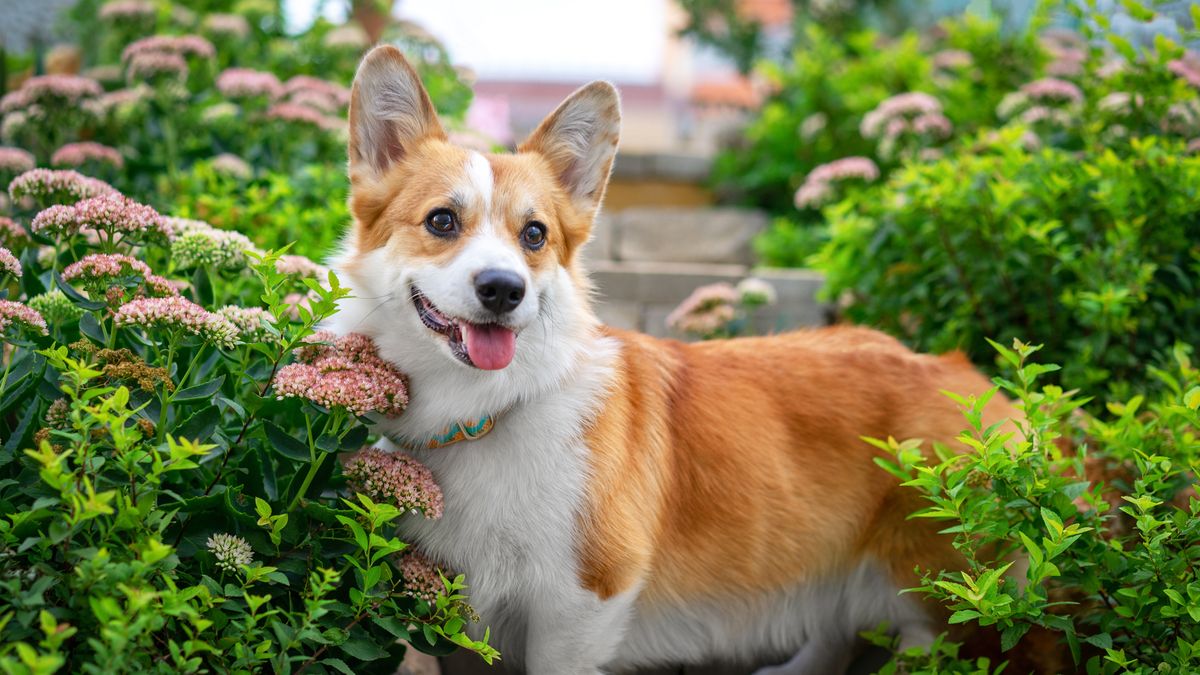 Best Corgi Indiana dogs - where to look? We share tips to find your perfect Corgi companion!