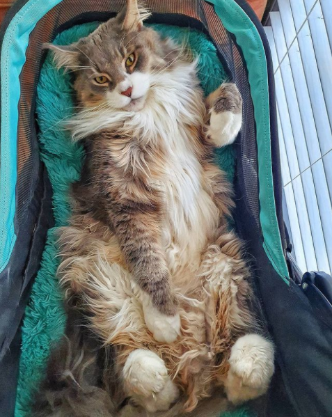 Thinking About Maine Coon Cats Big? Here Is What You Should Know Before You Adopt One!