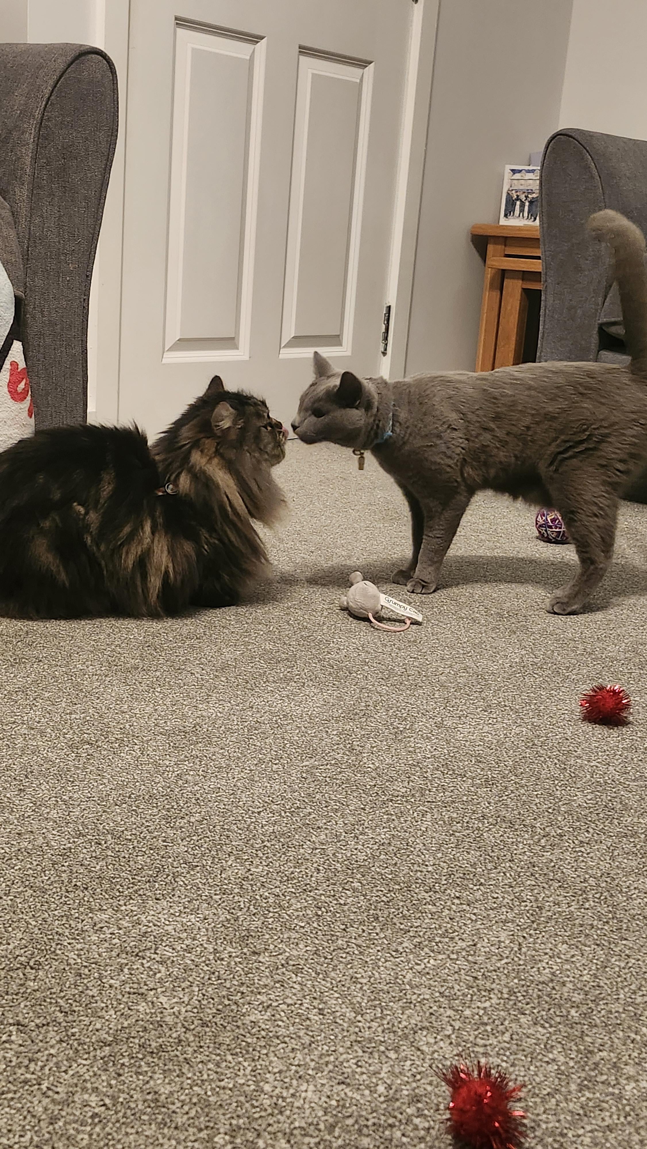 Does my Russian Blue need a special type? Find the perfect russian blue cat collar for sensitive skin.