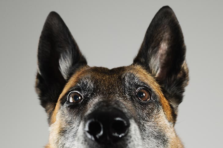 Is it true can German Shepherds see in the dark? Get the straightforward facts about your German Shepherd dogs eyesight at night explained simply.