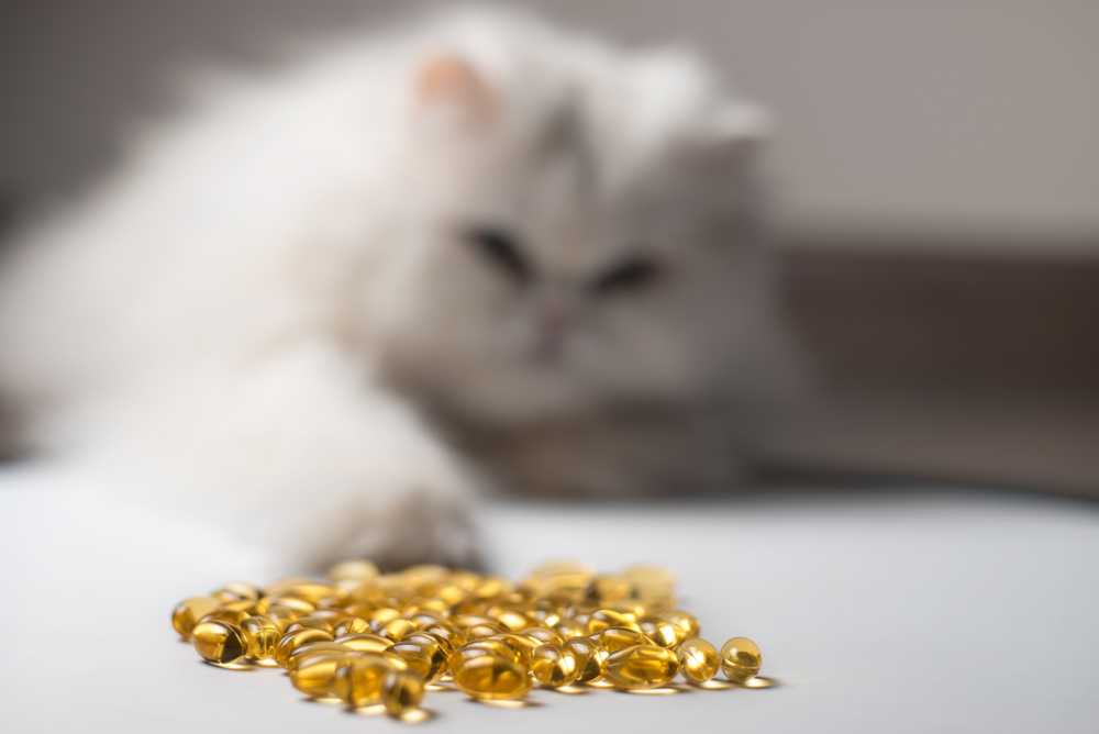 Cat food with omega 3 helps your cat (Vets recommend it!)