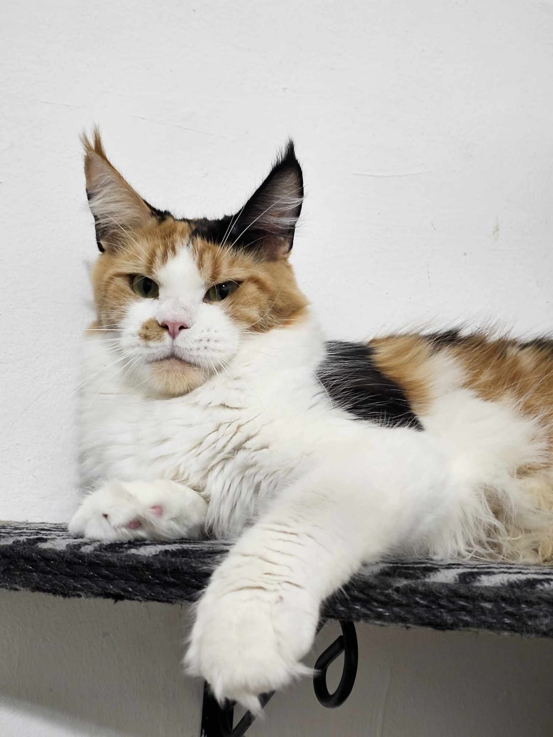 Thinking of getting Maine Coon cats Iowa? Heres what every Iowan absolutely needs to know first.
