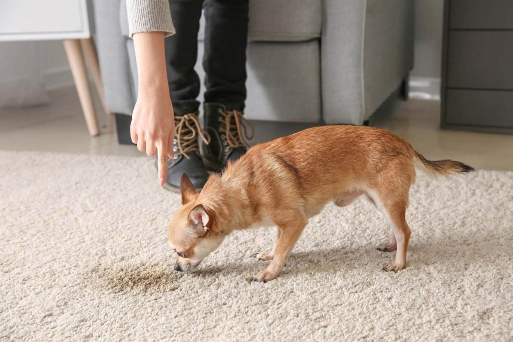 Looking for a reliable pet owners guide to carpet cleaning? (Discover DIY tricks and when to call experts)