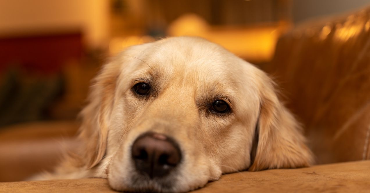 So, are golden retrievers bad for allergies? What you need to know before bringing one home.