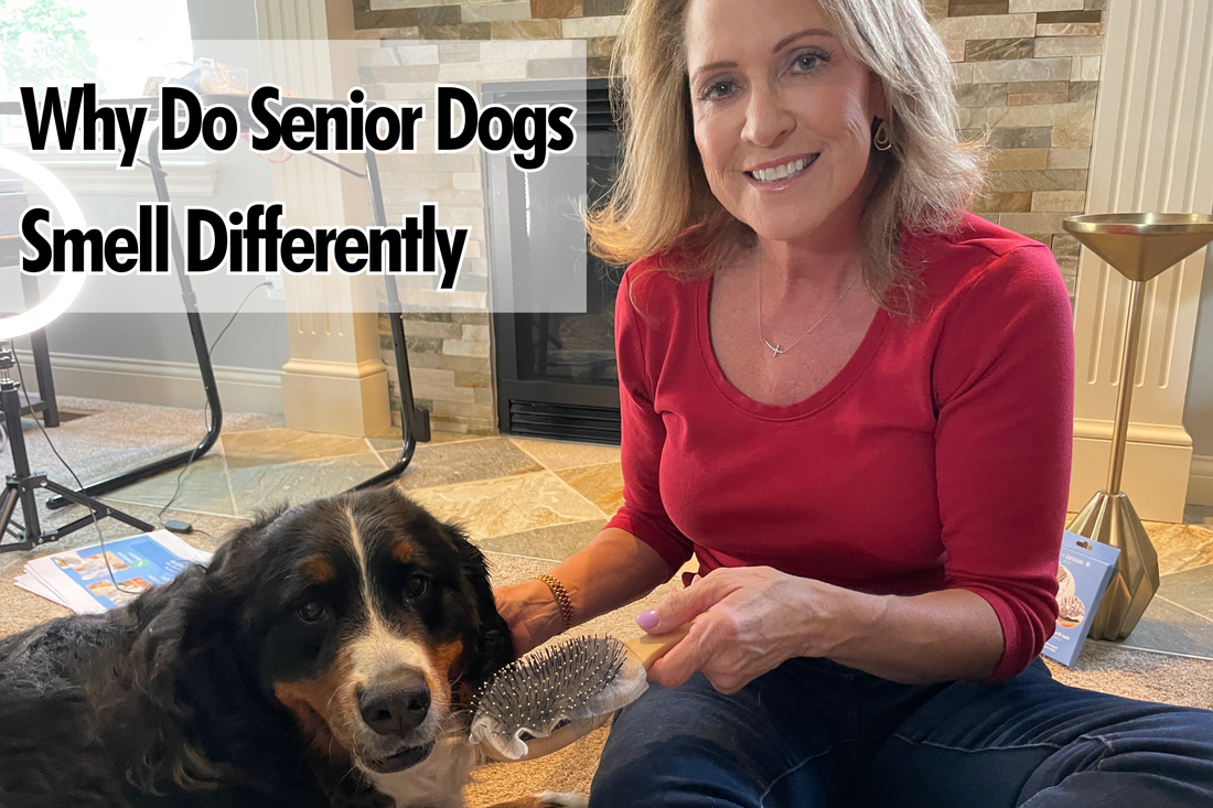 Why do old dogs smell and what can I do? (Easy tricks to keep your senior dog smelling fresh today)