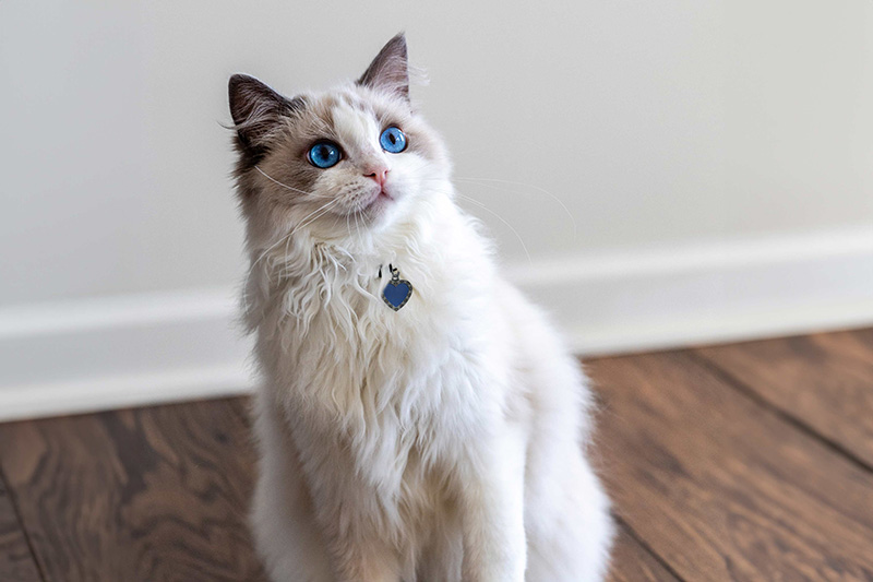 Is a blue eyed ragdoll cat the right pet for your home? (Learn about their gentle and friendly nature)