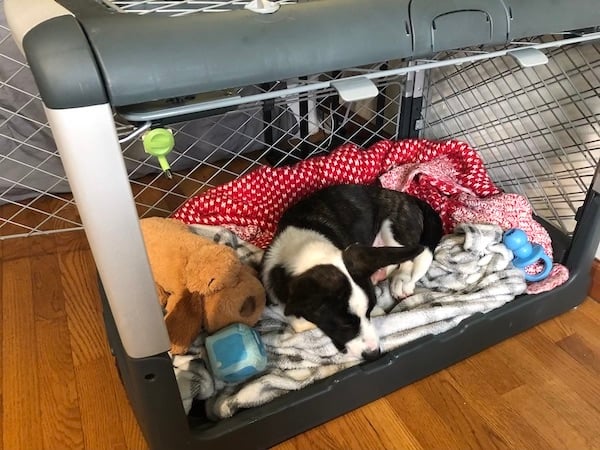 Struggling with how to kennel train a puppy at night? Here are some easy tips to help everyone sleep better.