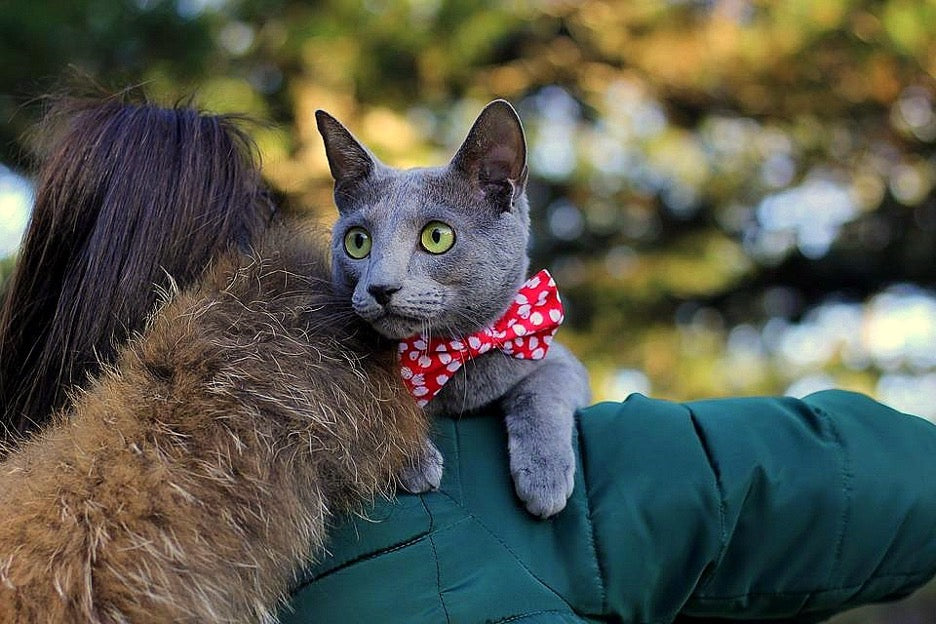 Does my Russian Blue need a special type? Find the perfect russian blue cat collar for sensitive skin.