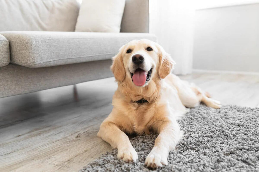 The truth about are golden retrievers bad for allergies: Can you live with one if you sneeze?