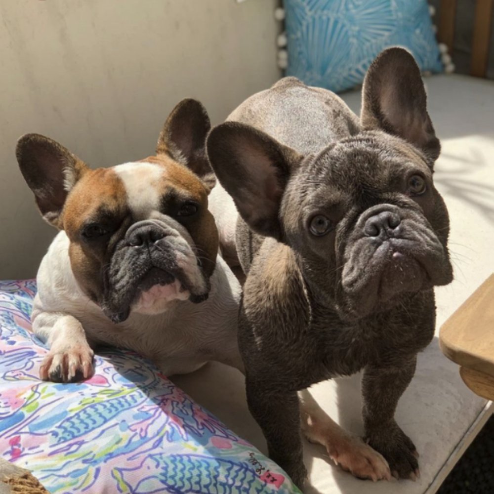 Looking for an Experienced French Bulldog Veterinarian Near Me? Learn Why Specialist Knowledge Matters Greatly for Frenchies.