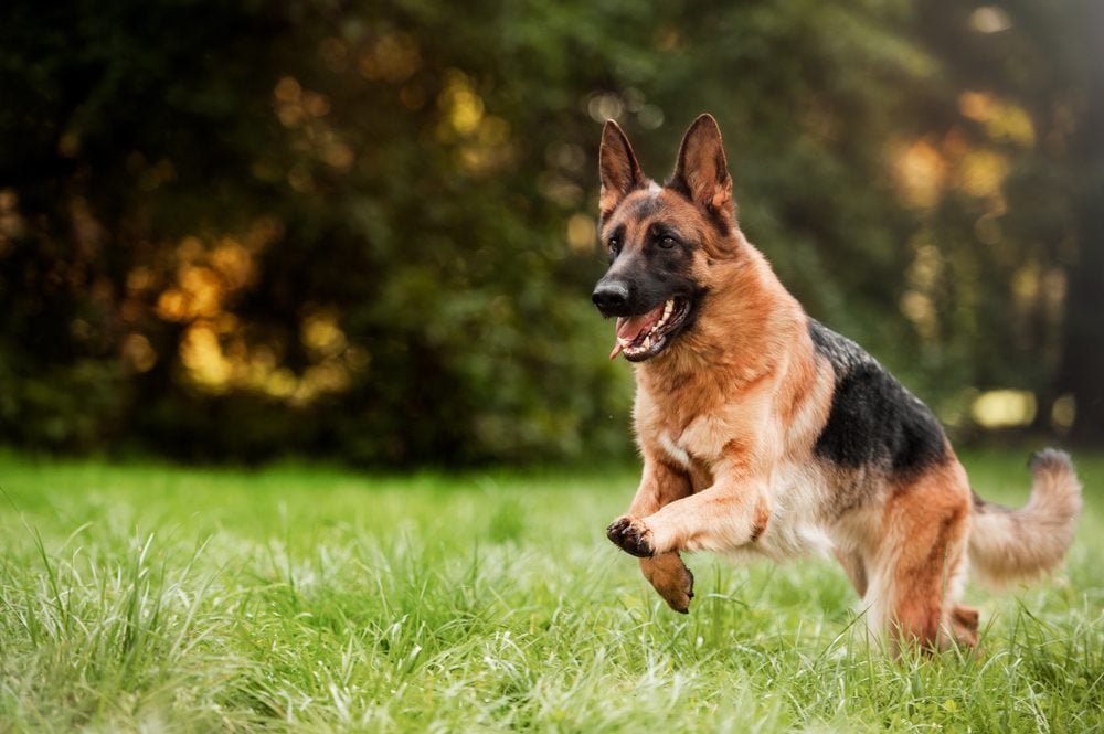 Training your german shepherd mixed with lab: Simple tips for a happy and obedient dog at home.