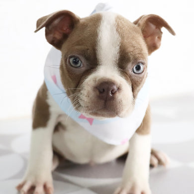 See adorable boston bulldogs for sale now, and easily learn about their temperament and daily care.